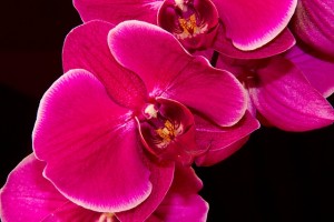 Orchidey - Ako pestovať
