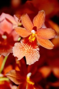 Ako na pestovanie orchideí